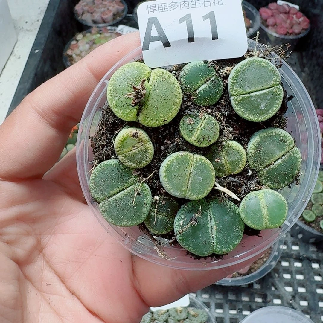 11多肉植物多肉植物