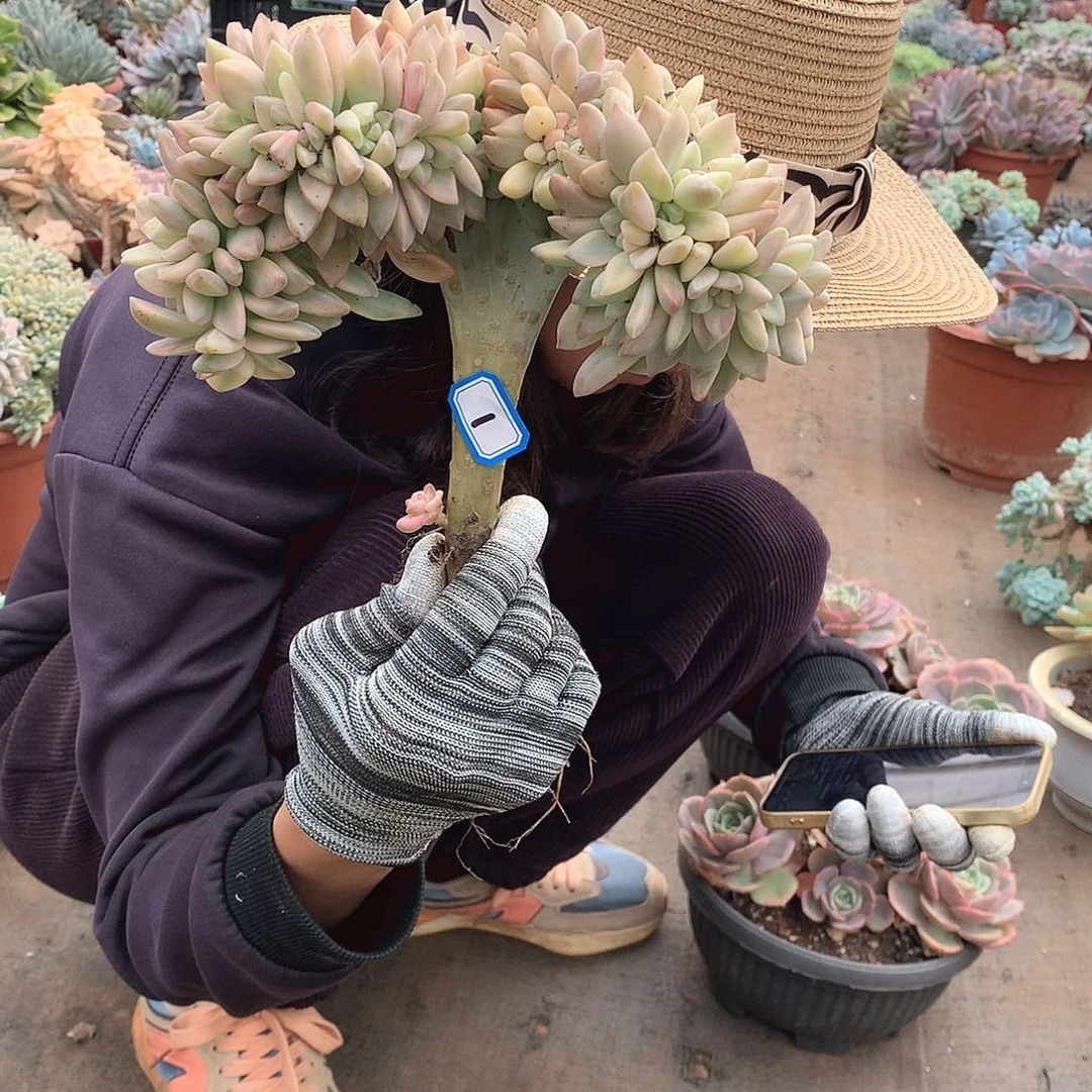 01淡雪锦缀 一物一拍多肉