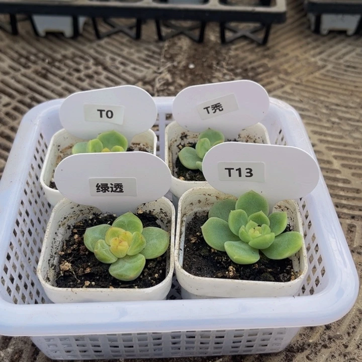 970 量拍，多肉植物组合
