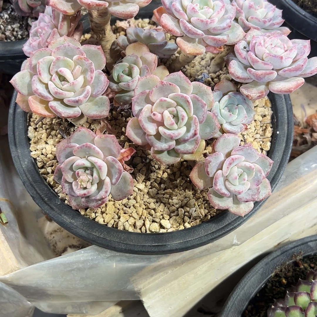 千山雪群多肉植物