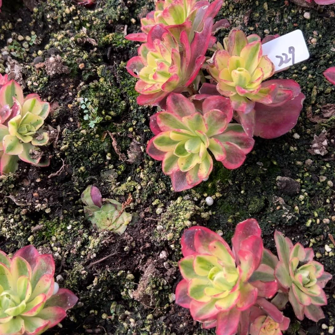 229如意群多肉duorou多肉