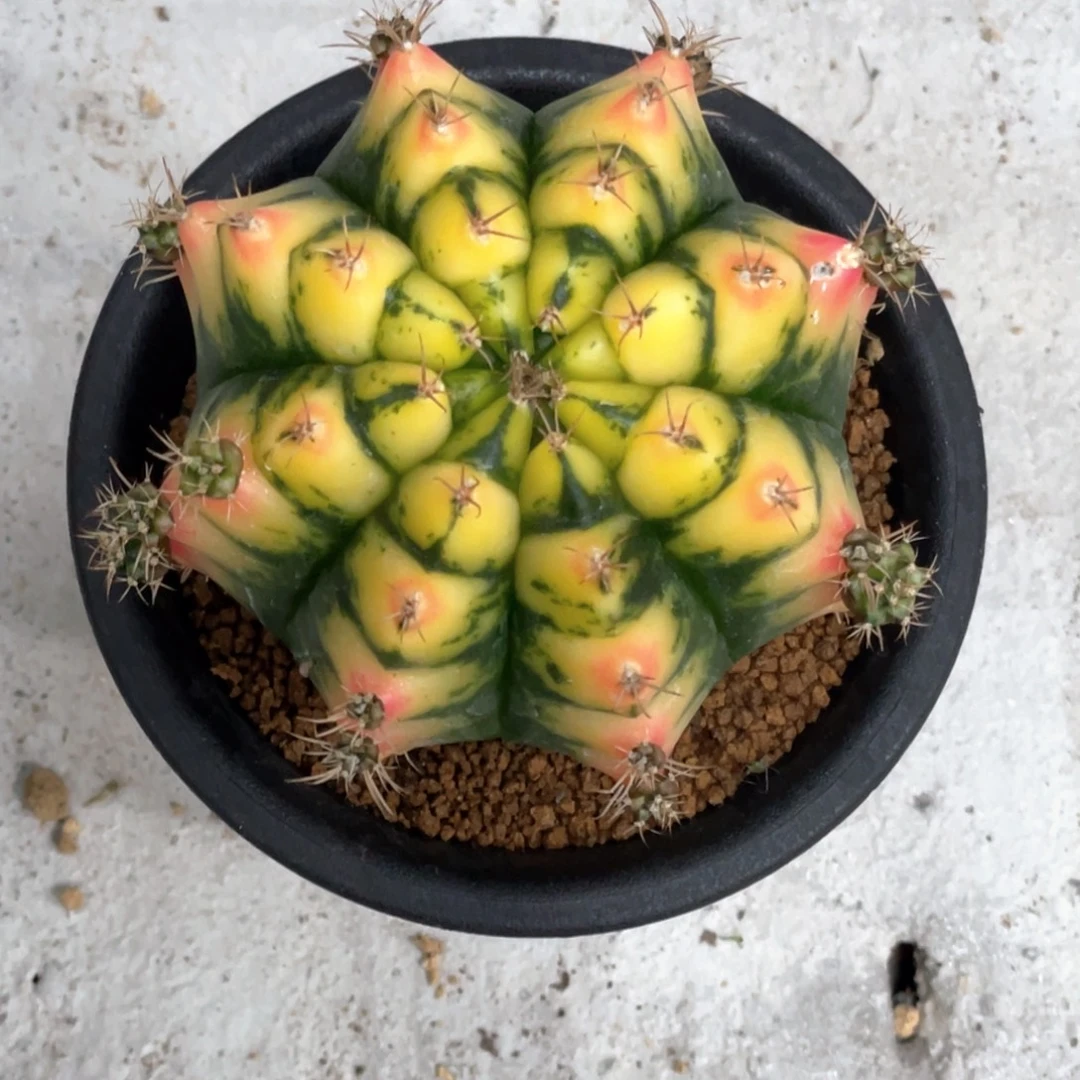 当前无花朵，栽培后可花朵花田后代锦