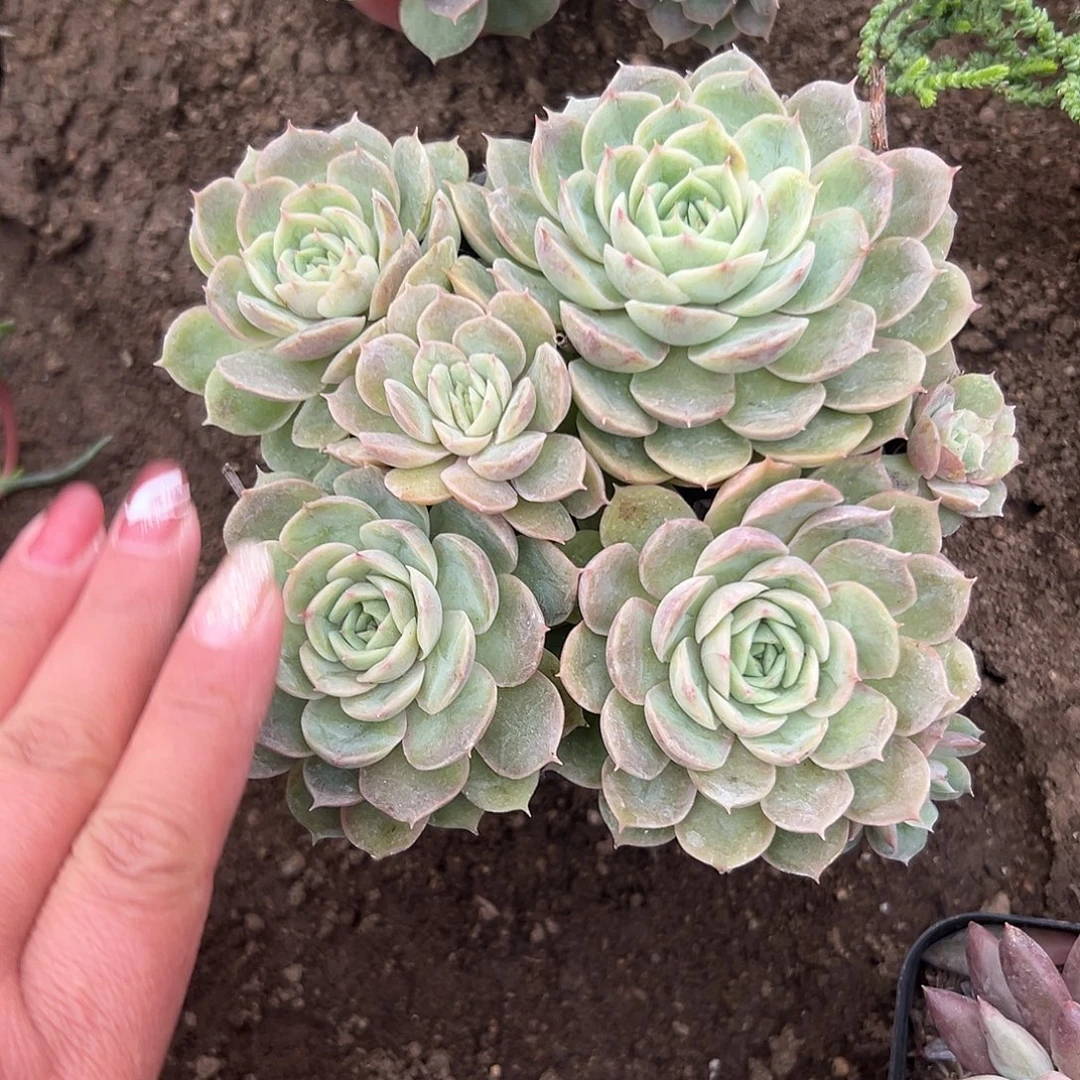 多肉植物多肉植物