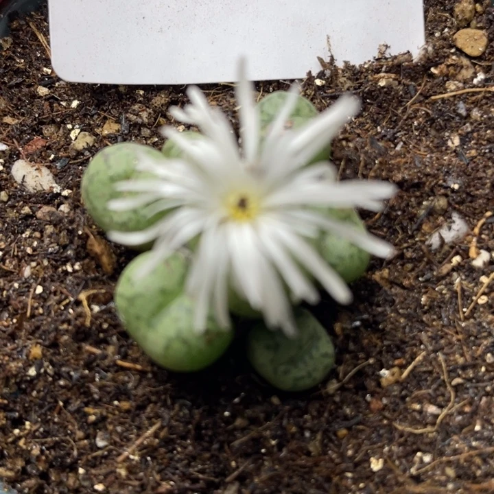 466猴杂母本带盆llll