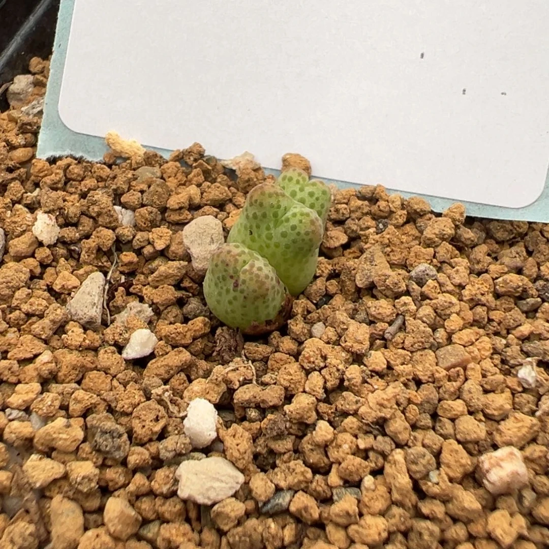 17-45肉锥多肉植物