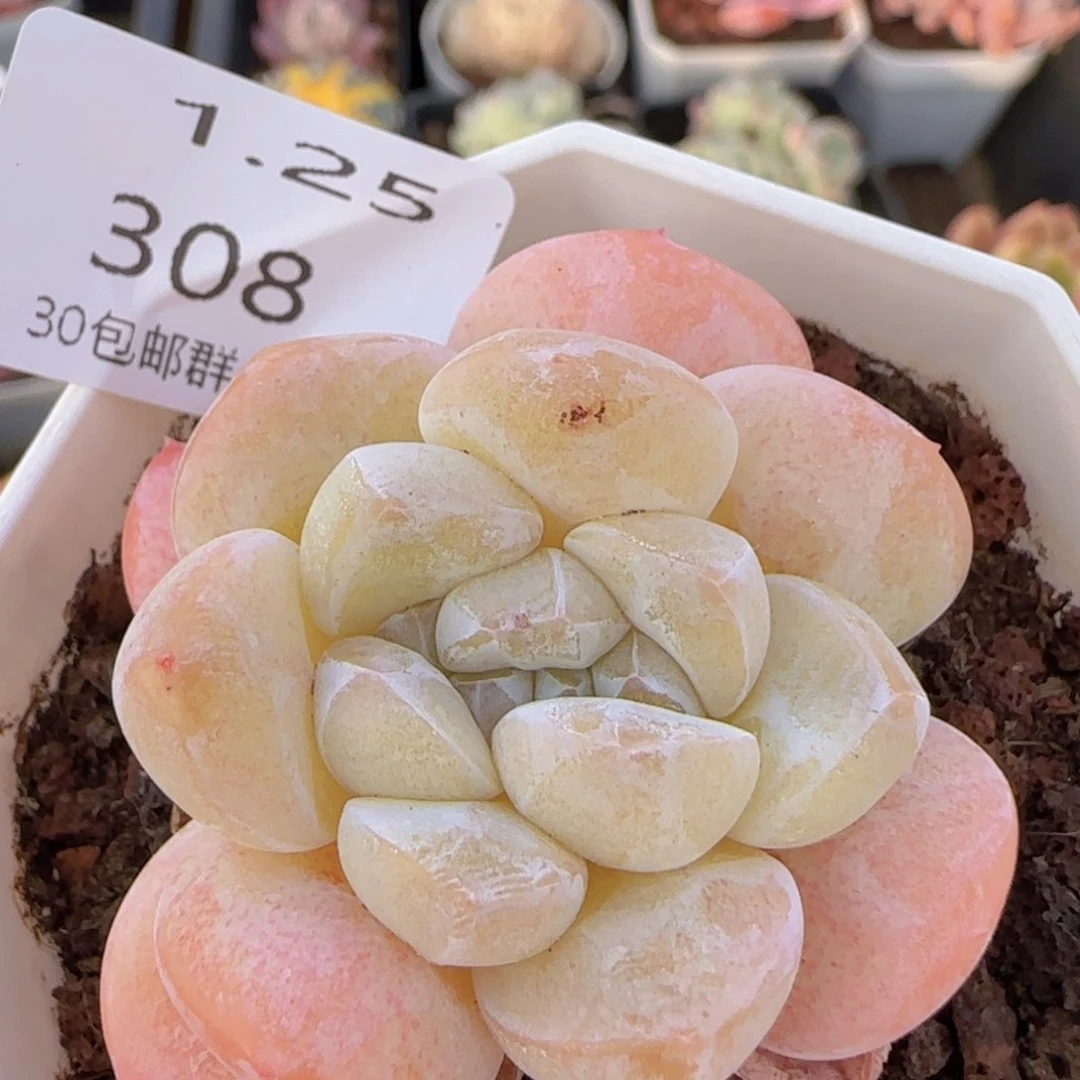 冰玉一颗脱土发货