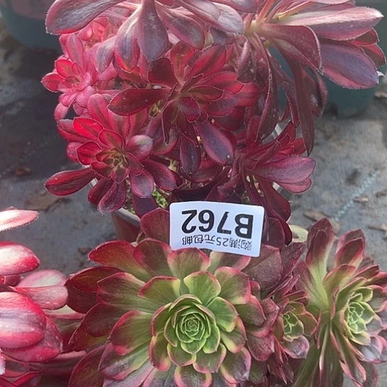 舍*：多肉植物两个