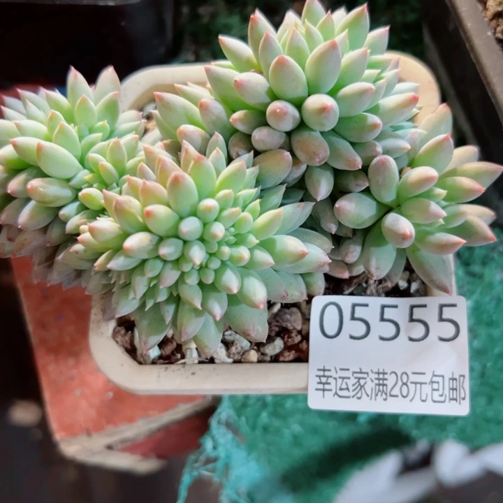 幸运儿的一个好消息是我