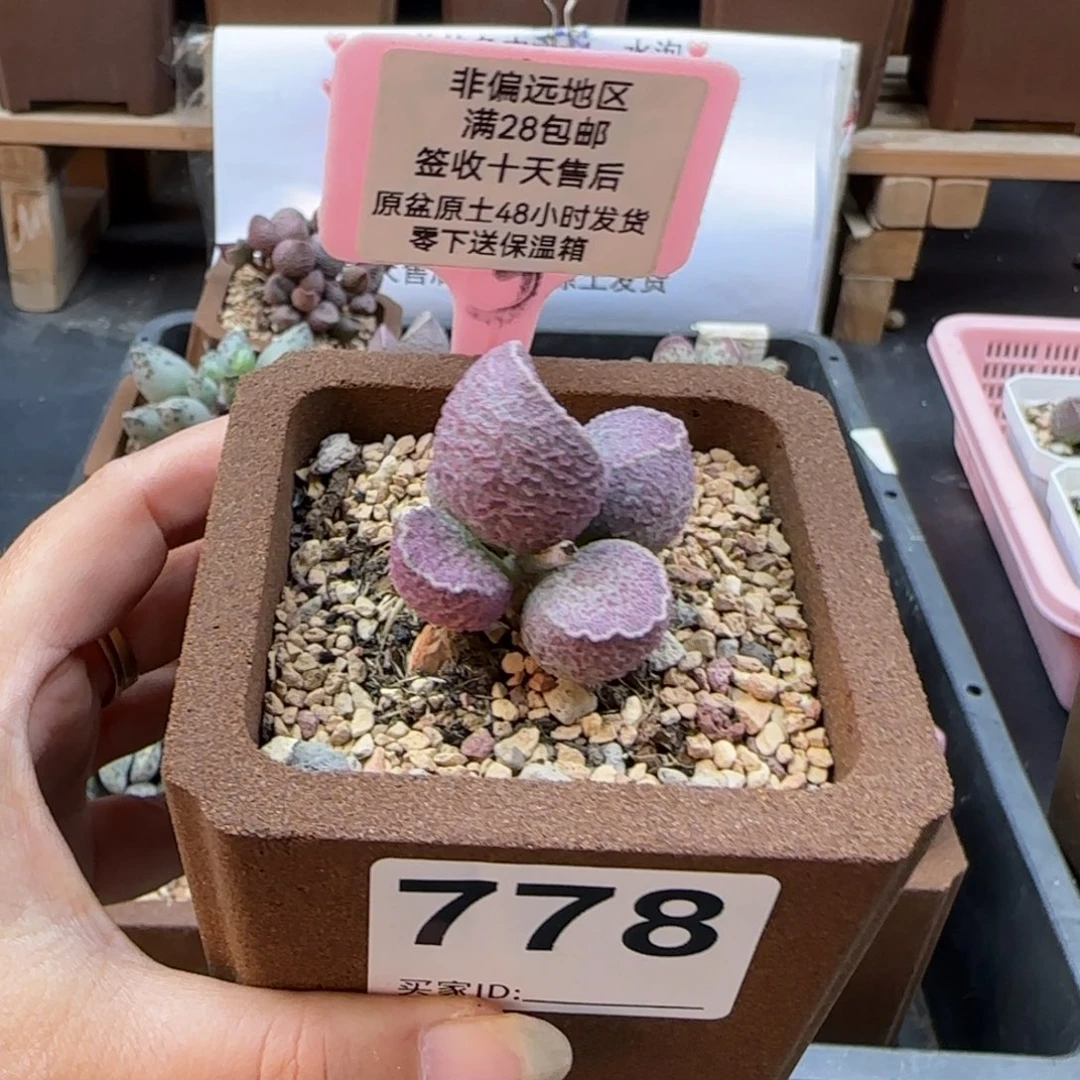 团*团778丸叶哈莫猪肝多肉植物