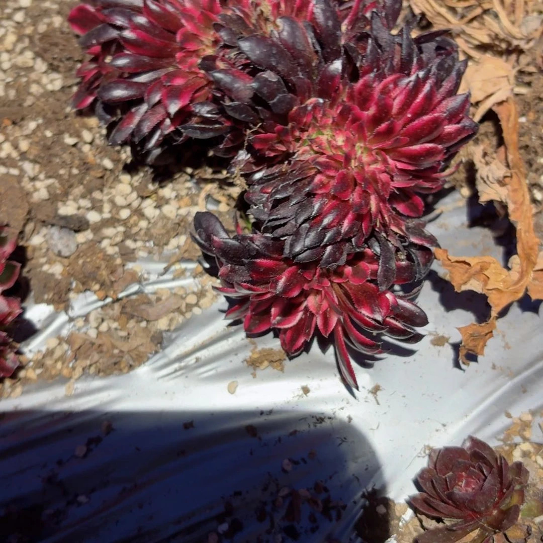 我8236 号多肉法师特价