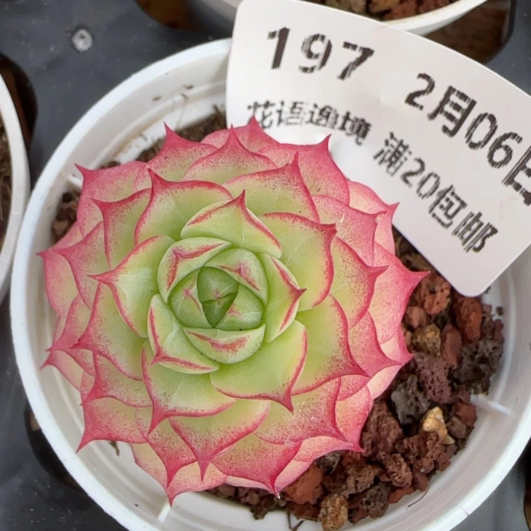 花语逸镜0206-197