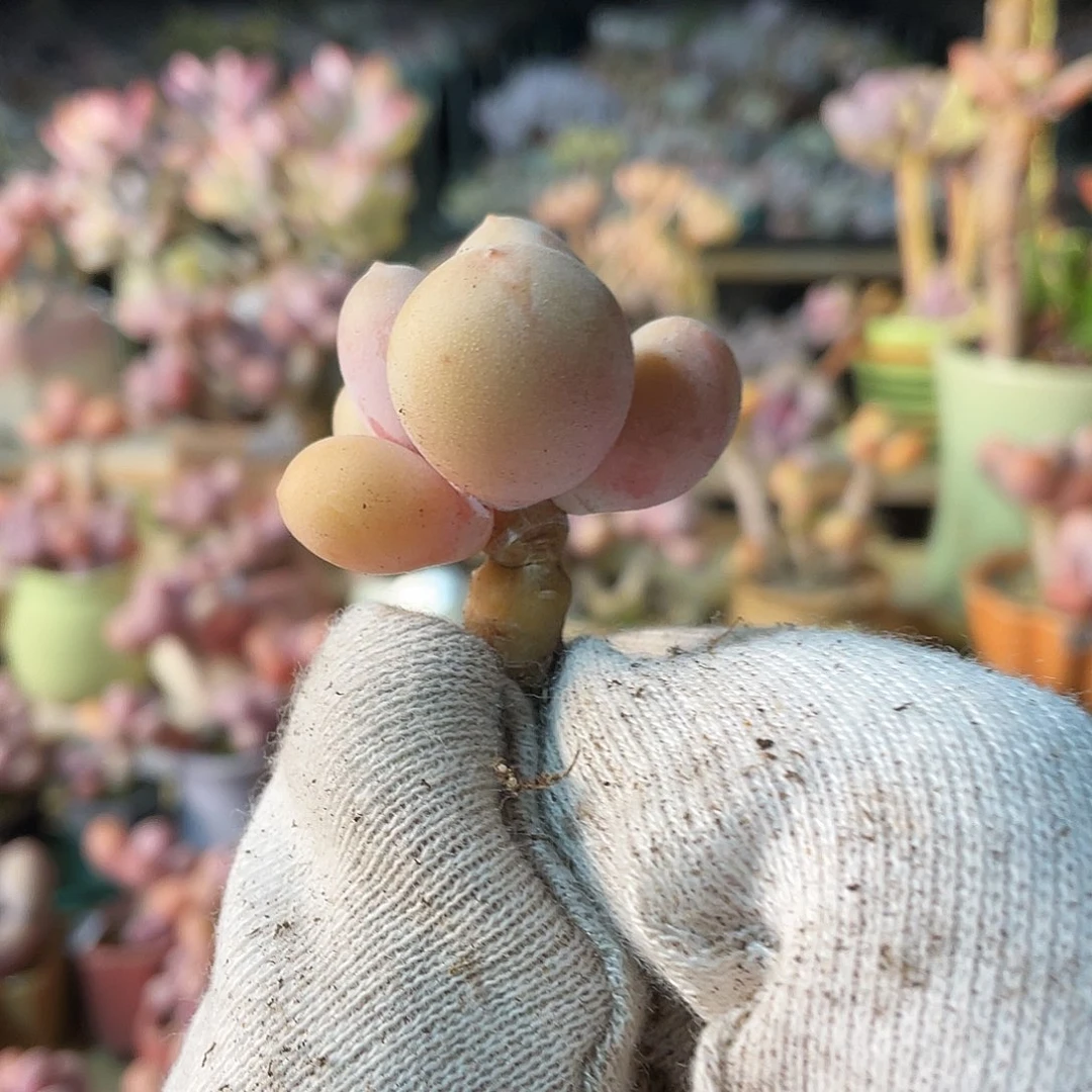 粉***煲多肉植物的生长发育