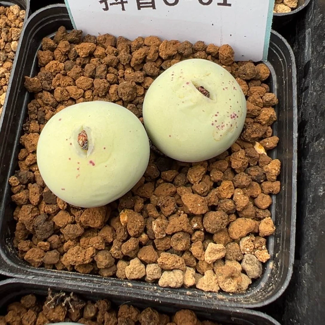 王***瓜6-01肉锥多肉植物