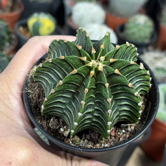 当前无花栽培后可以开花实生纯肋骨牡丹