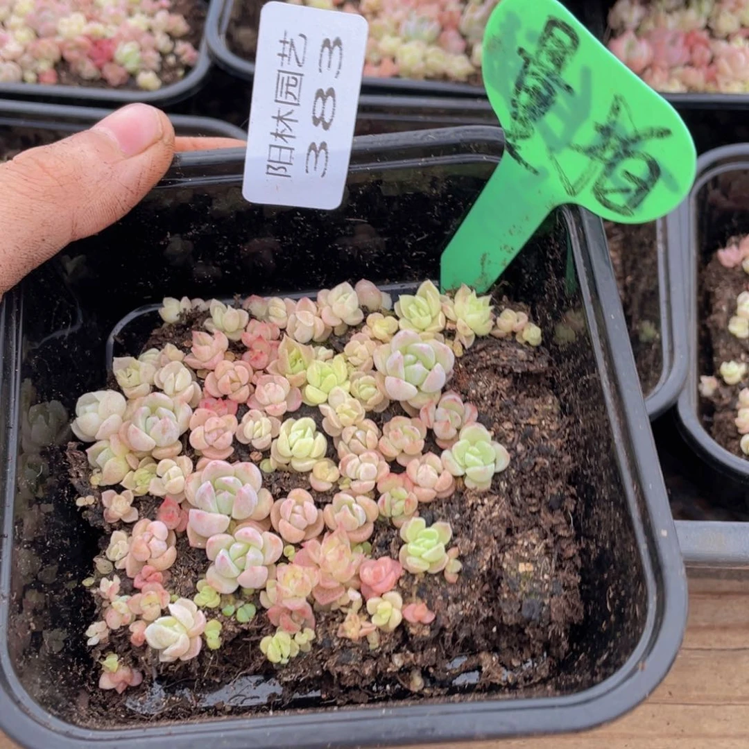量拍多肉植物多肉植物383