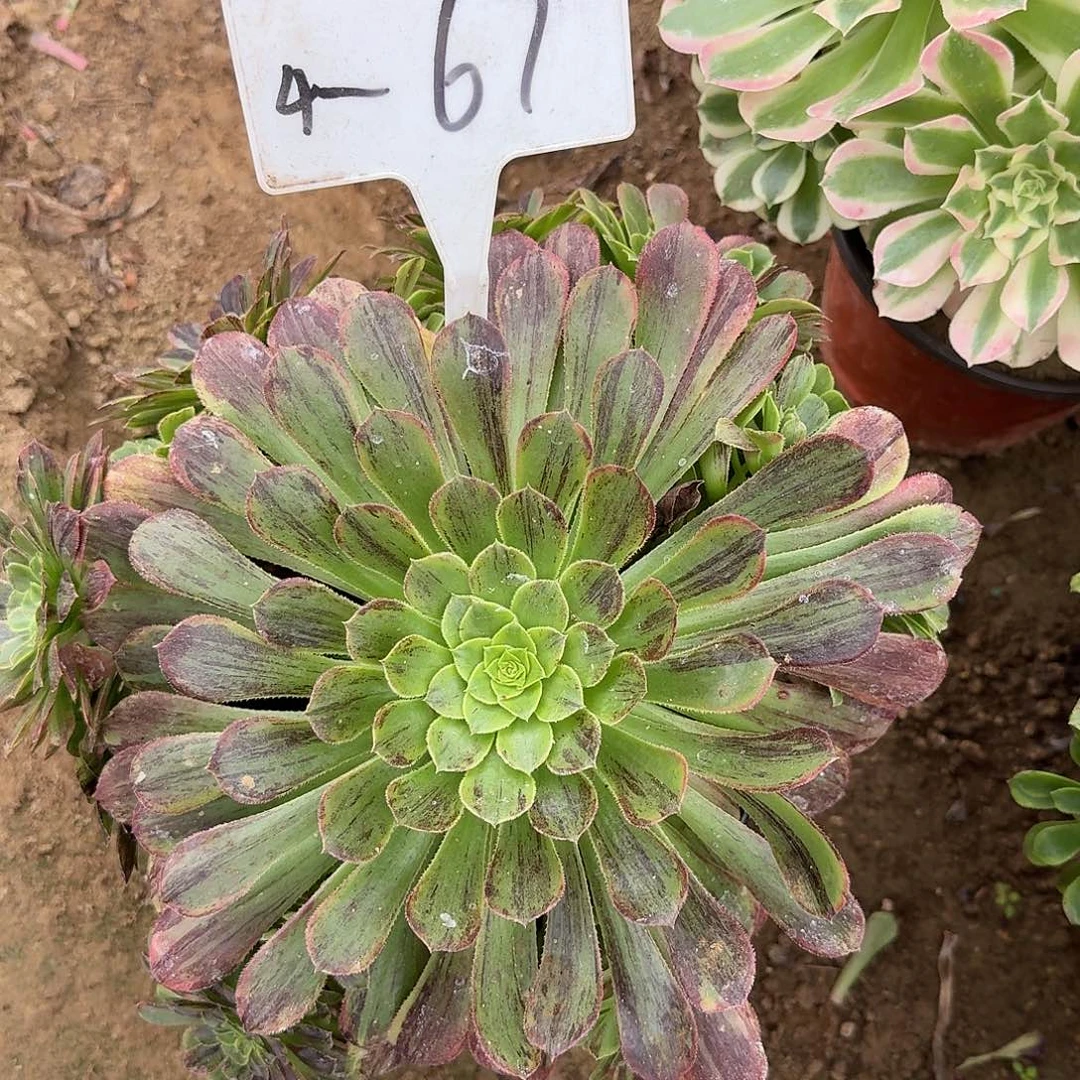 4-67莫兰迪多肉法师