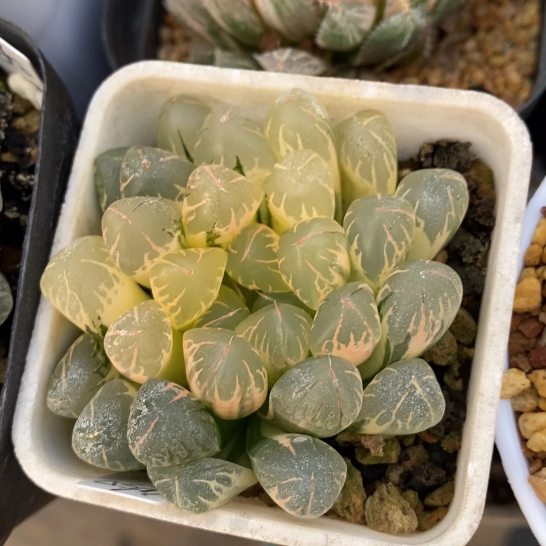 一颗实生糊斑玉露锦 开播福利