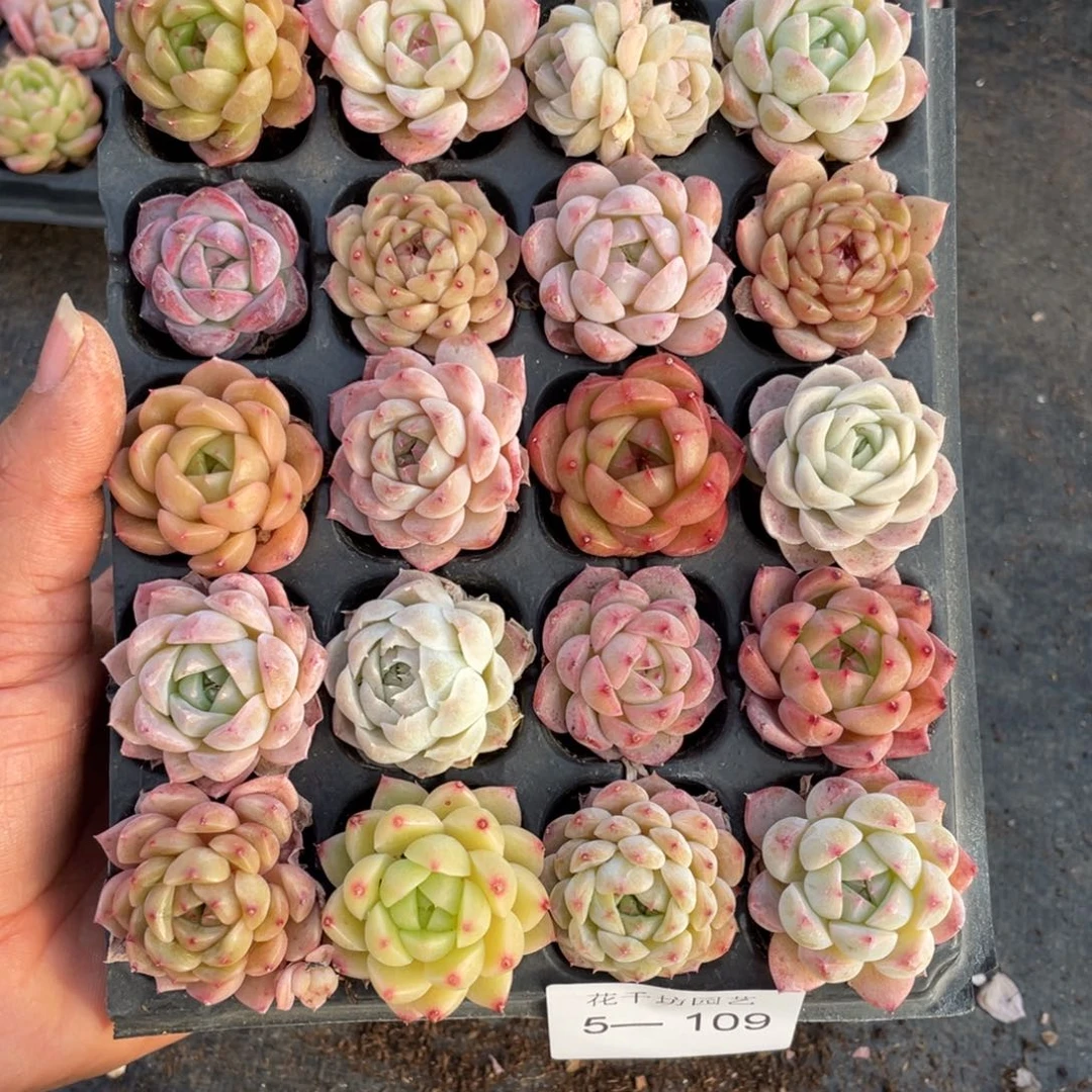 一物一拍20颗小苗5-109