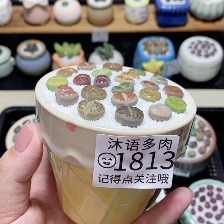 精美盆栽 一物一拍 1813