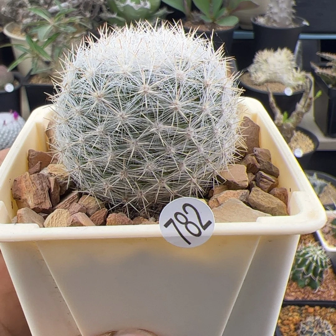 满月4.5一物一拍782