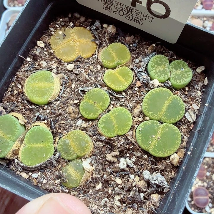 你要吃就去拿给646你