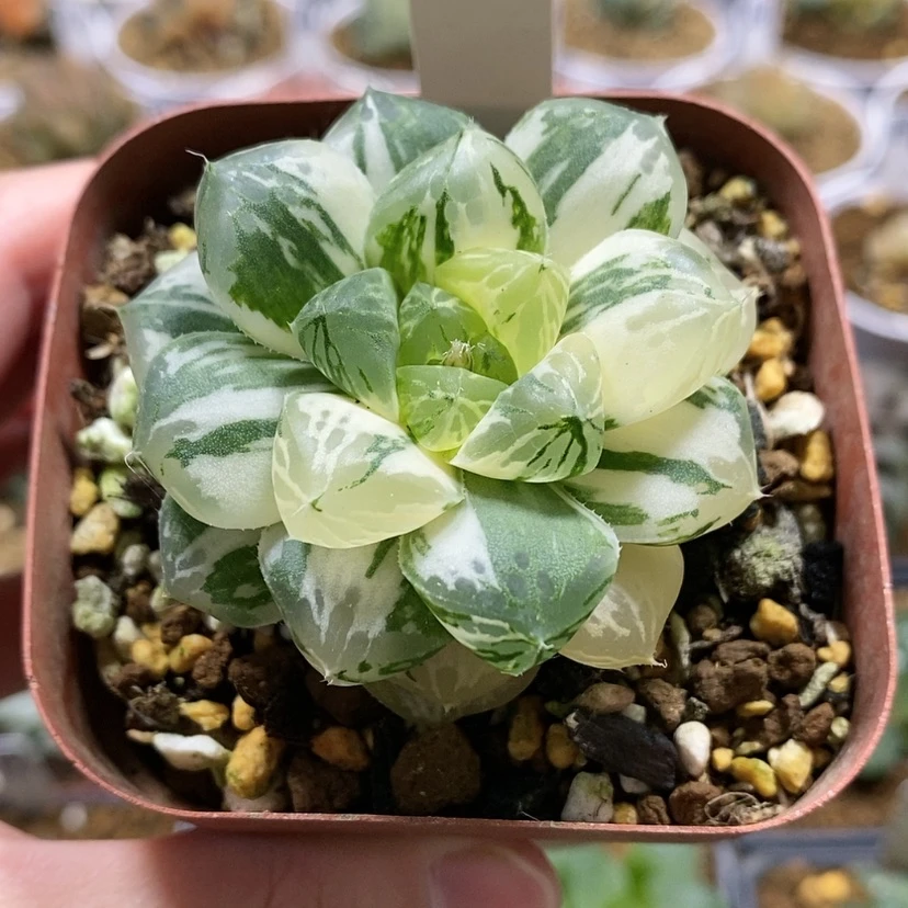 【闪购商品】8玛琳玉露锦