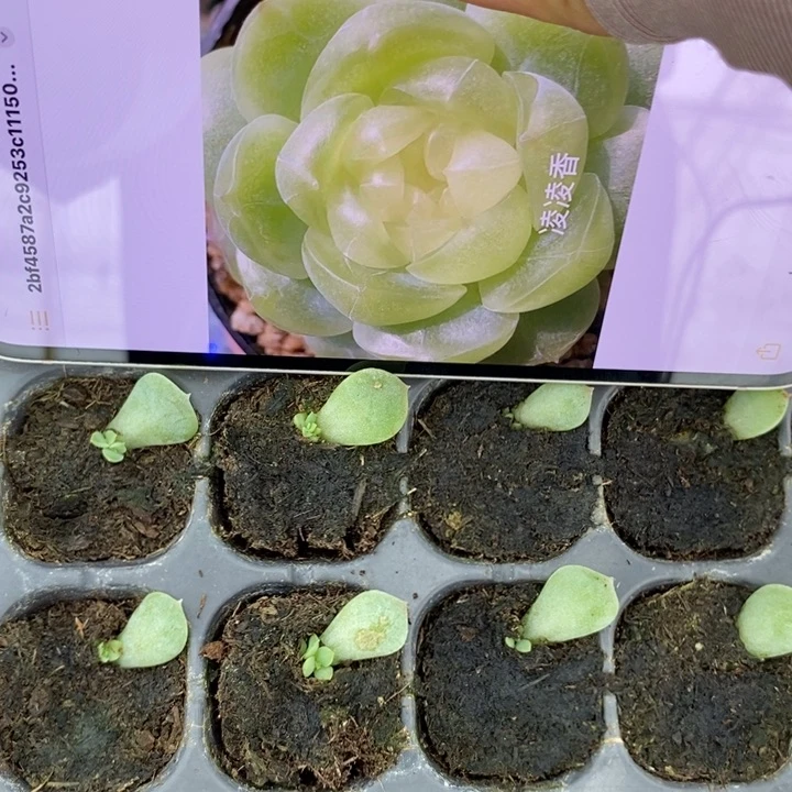 凌凌香芽苗一个多肉