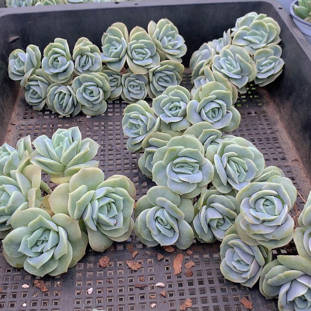 可爱玫瑰群平头3567889999999