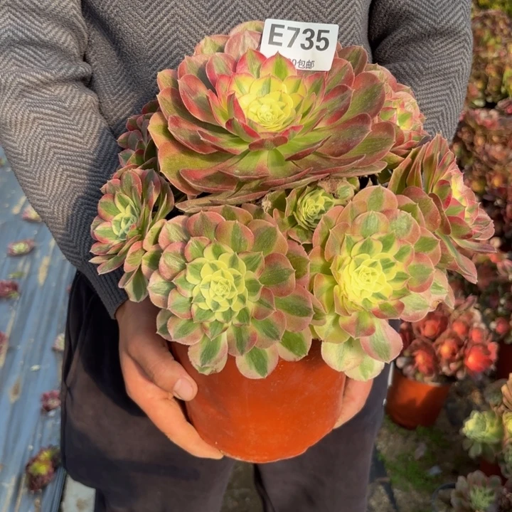 瑞妈，，，。。。。735。绿体，