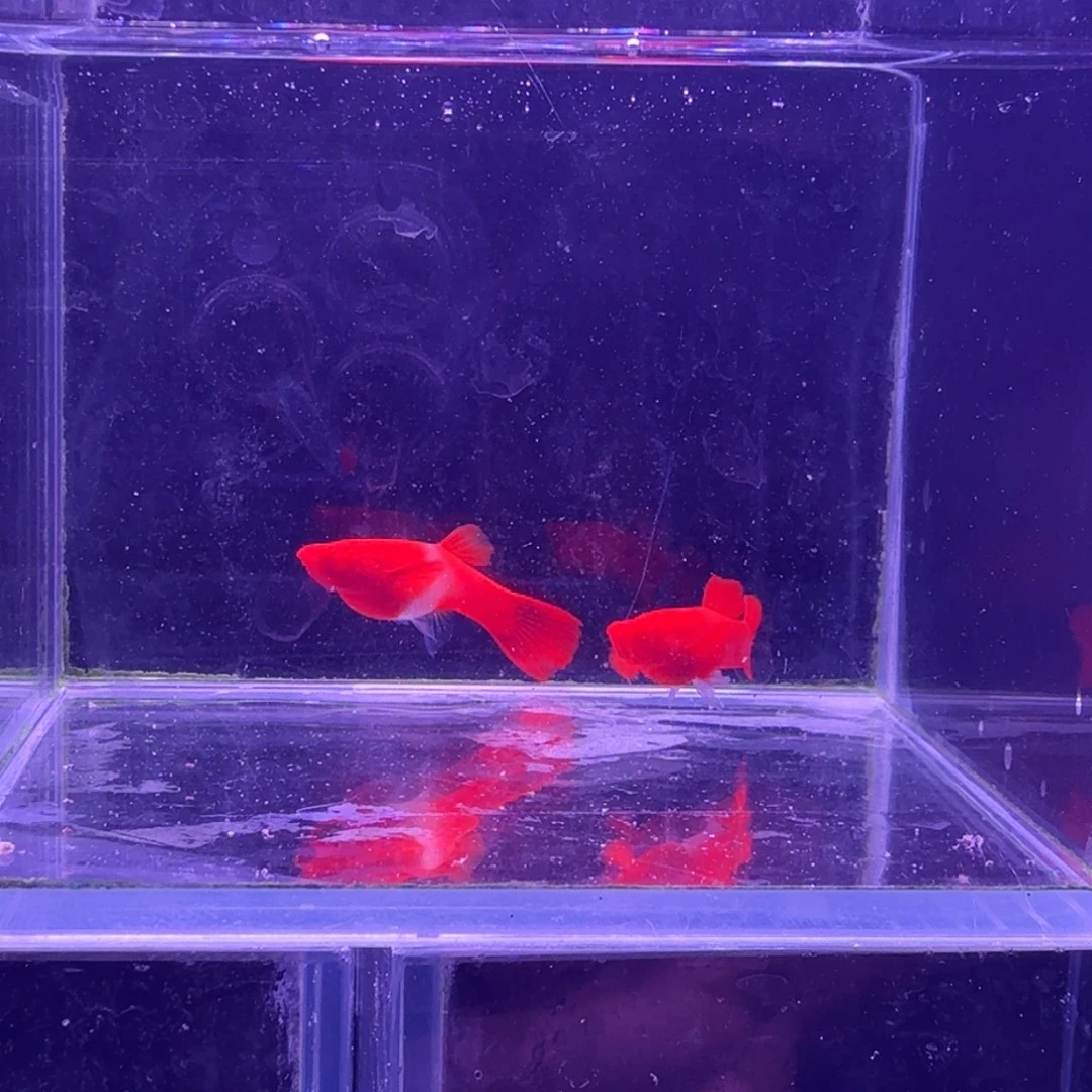 孔雀鱼鸿运当头双份水1对