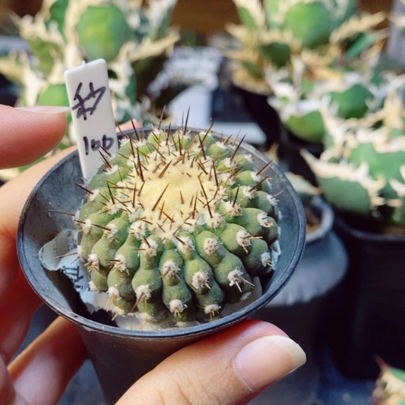 【闪购商品】我*L孤龙丸