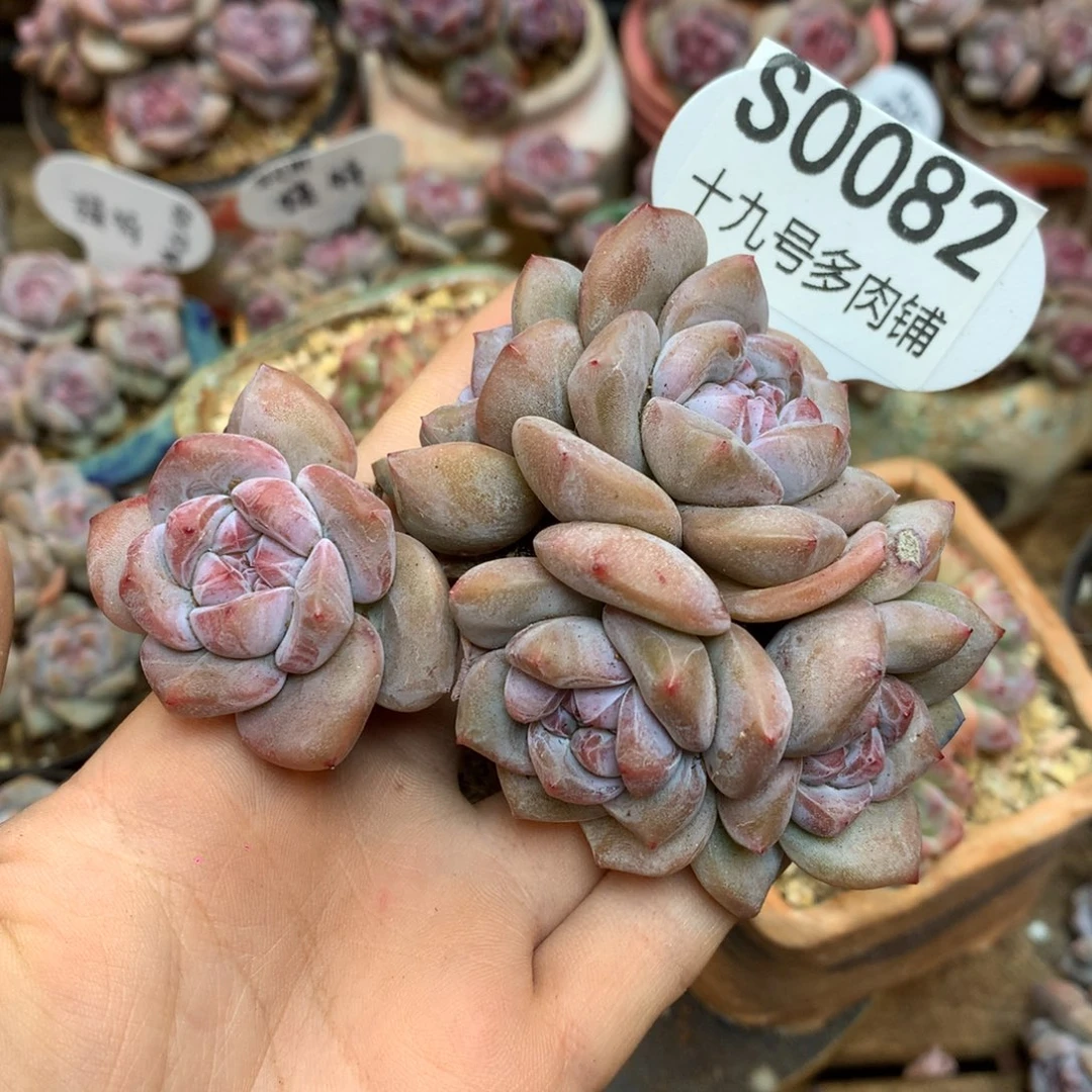 S0082 突尼斯 10cm
