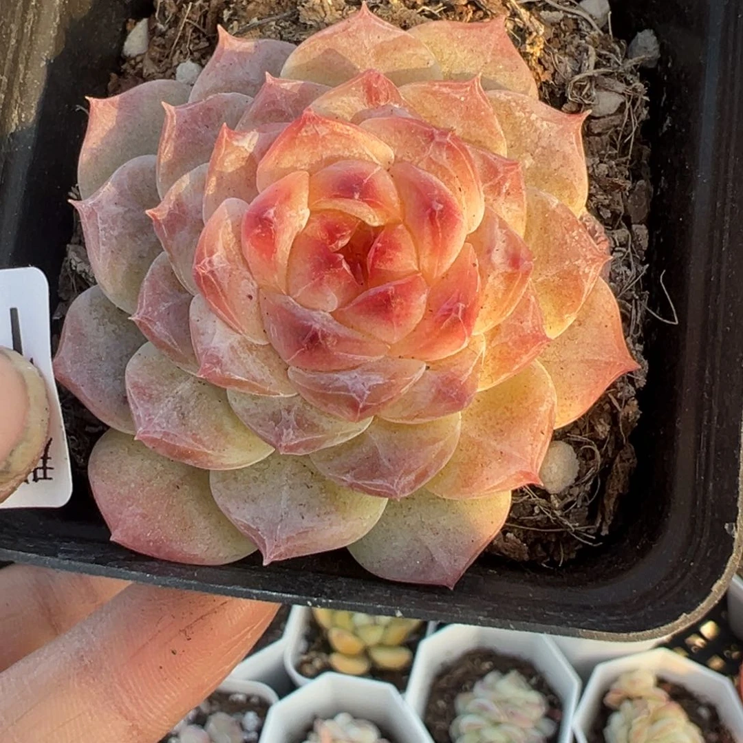 小卡拉米糖心一物一拍16-17