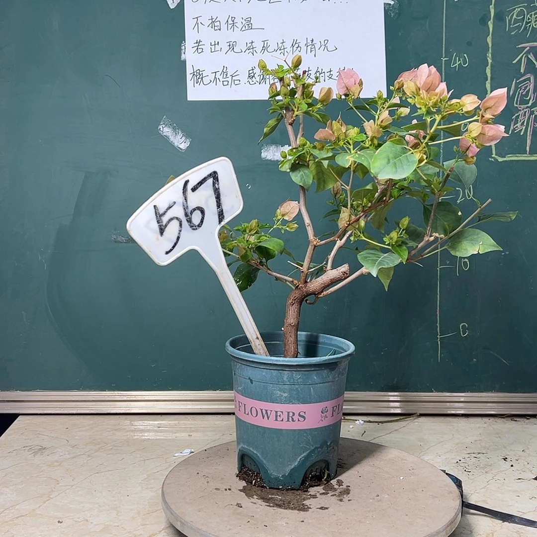 完全开放造型 暗斑丽人567