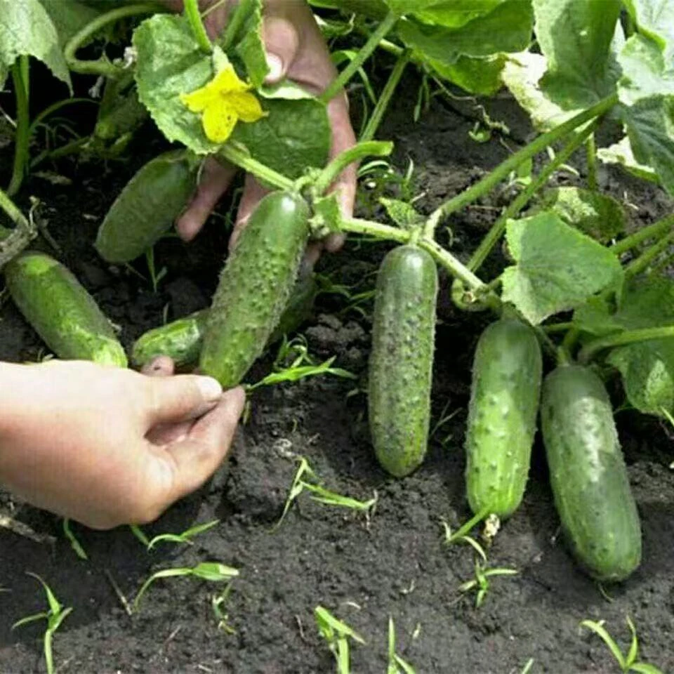 满地爬【水果黄瓜种子】蔬菜籽种四季种植不搭架高产
