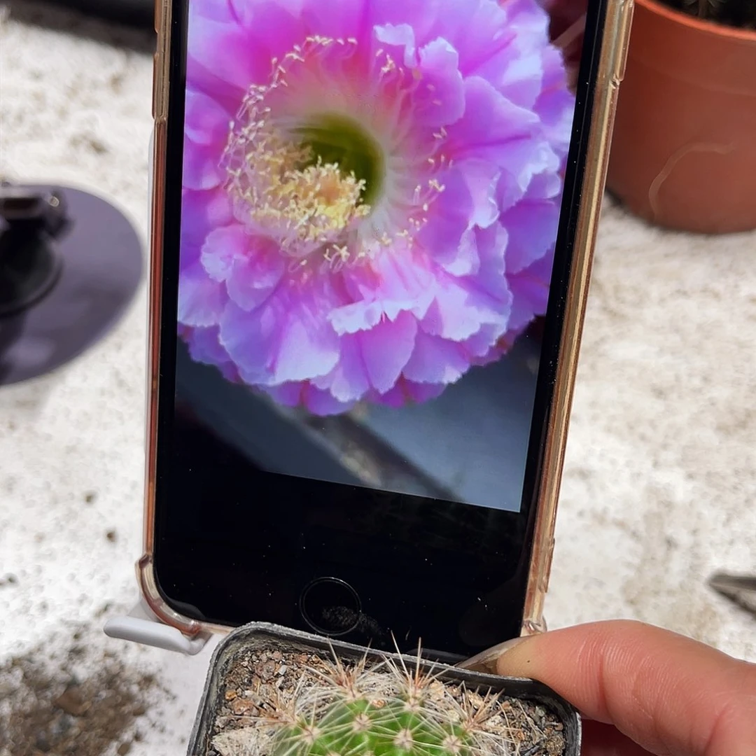 彩草301号带根3公分左右
