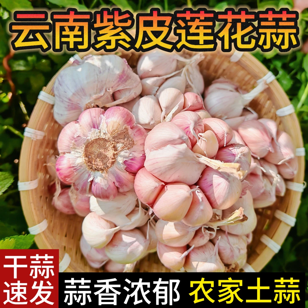 云南紫皮莲花蒜2025新蒜莲花蒜头多瓣蒜