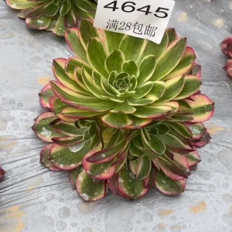 海王多肉多肉4645