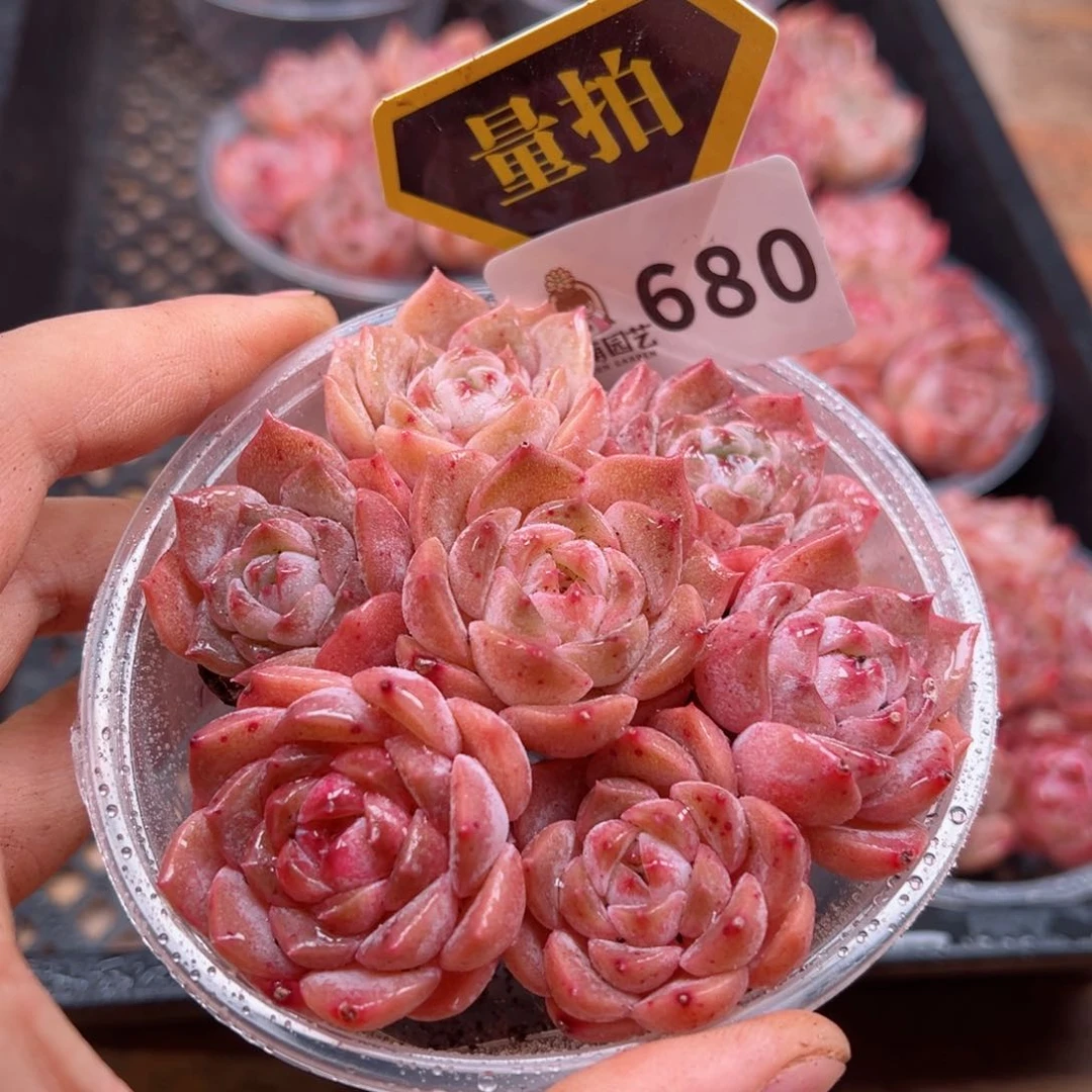 多肉植物多肉植物