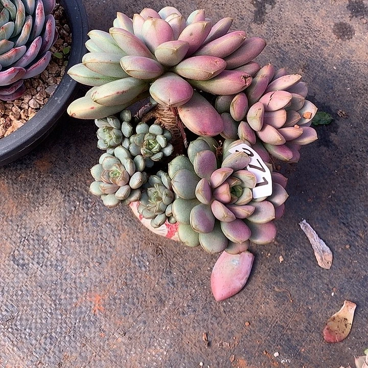 371葡萄 一物一拍多肉