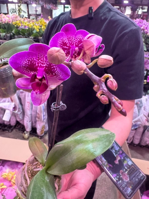 小孔雀蝴蝶兰，单颗