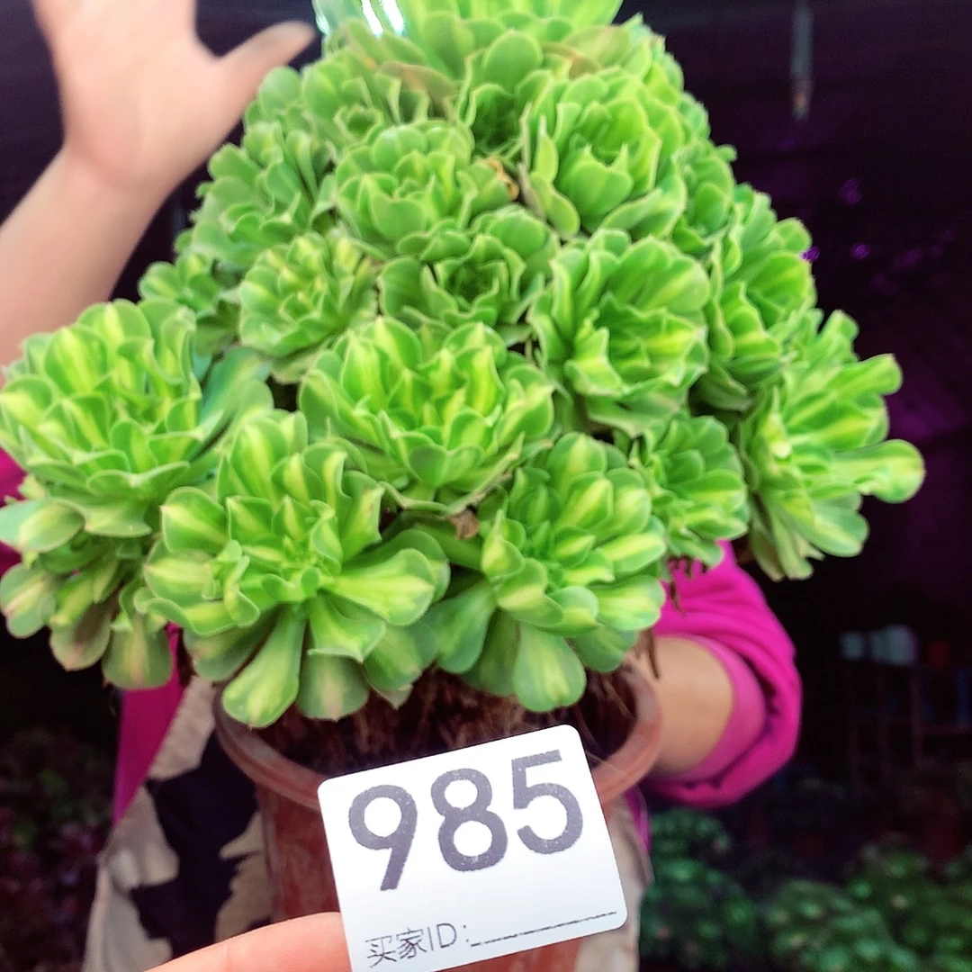 柒柒精品多肉脱土发货不包断侧枝985