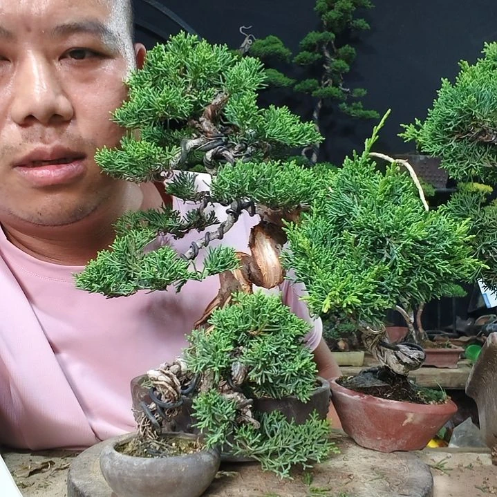 无花朵济州真柏盆景老桩花盆