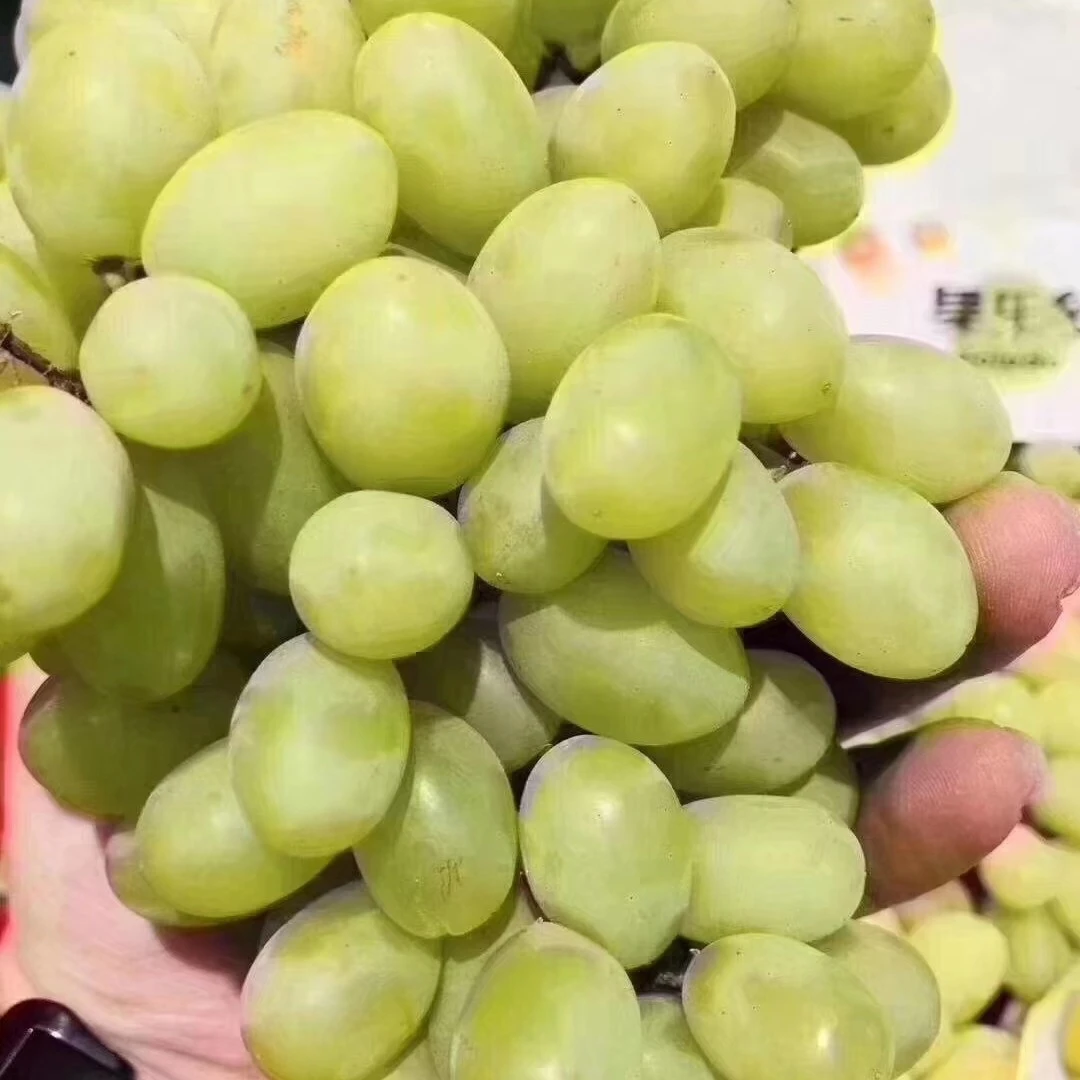 小蜜蜂葡萄青提1斤葡萄同城送