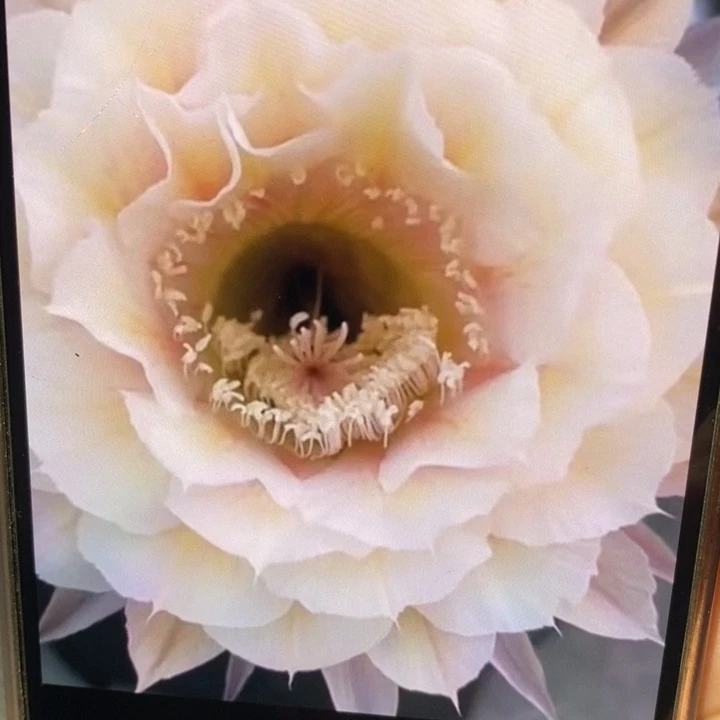 彩草素玉侧芽3公分左右