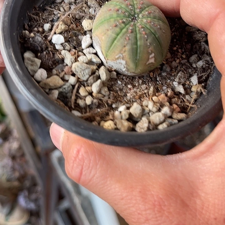 蔡***·块根植物块根植物