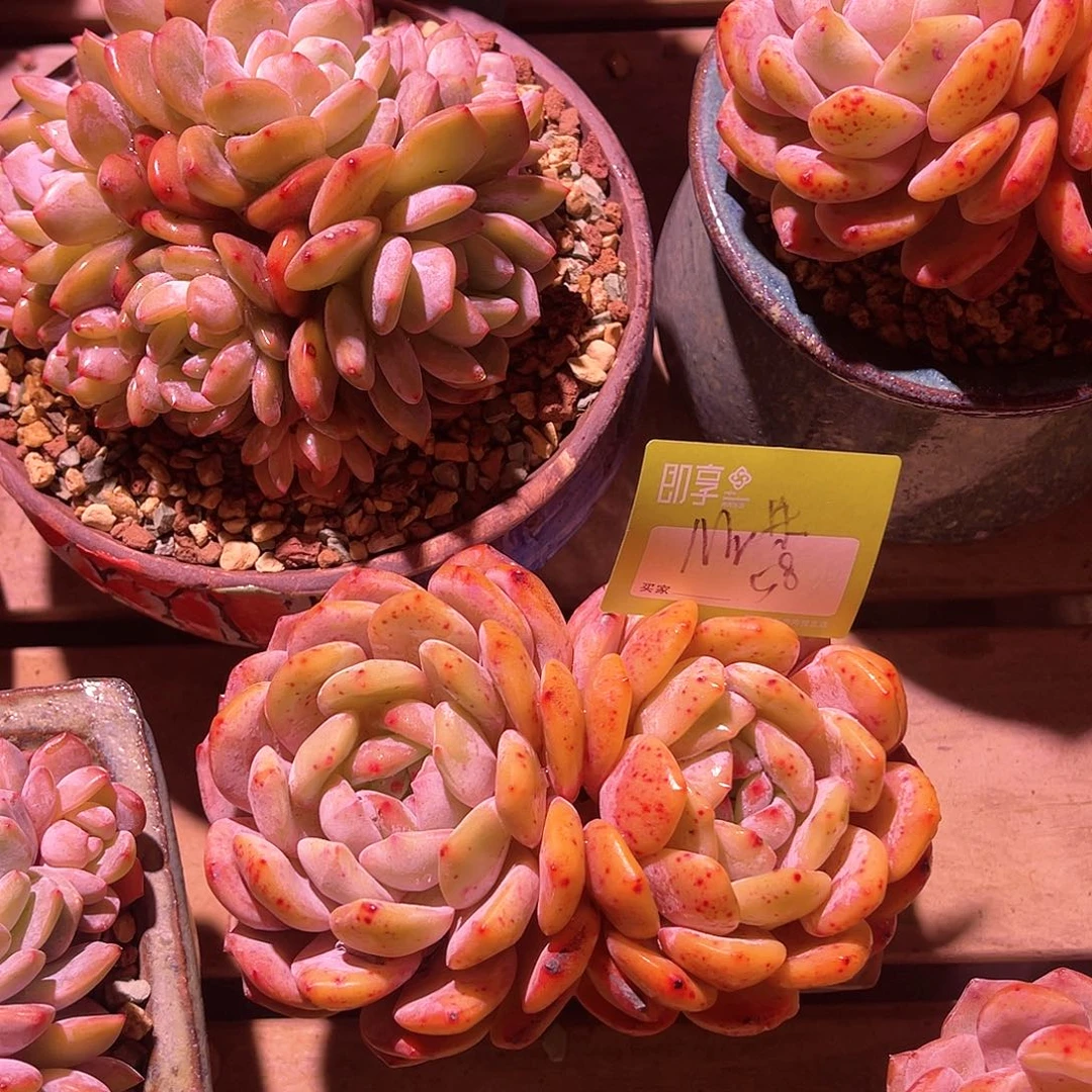 M**朱橙梦露双头一颗