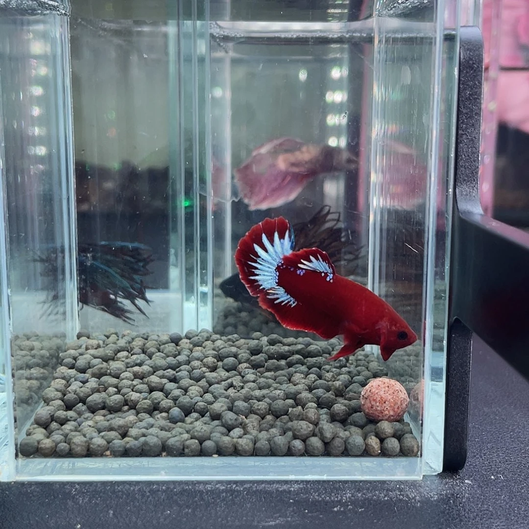 斗鱼11号13早红肉