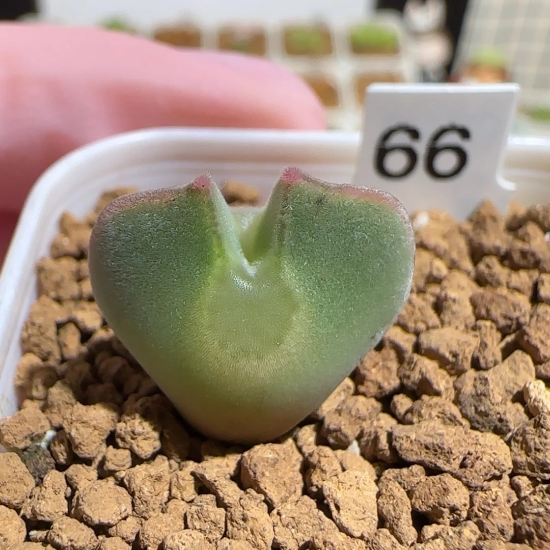 肉锥多肉植物组合-ap空蝉625