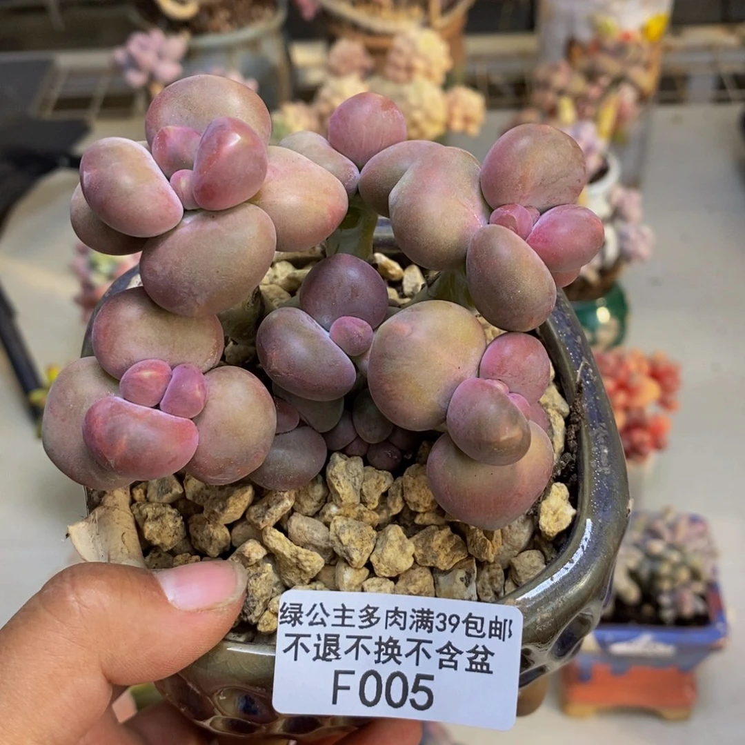 005芒果奶二代多肉8cm